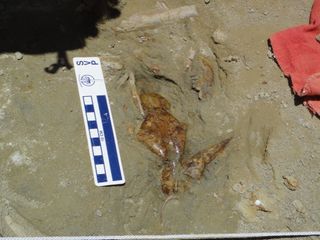 cat fossil unearthed in Tibet