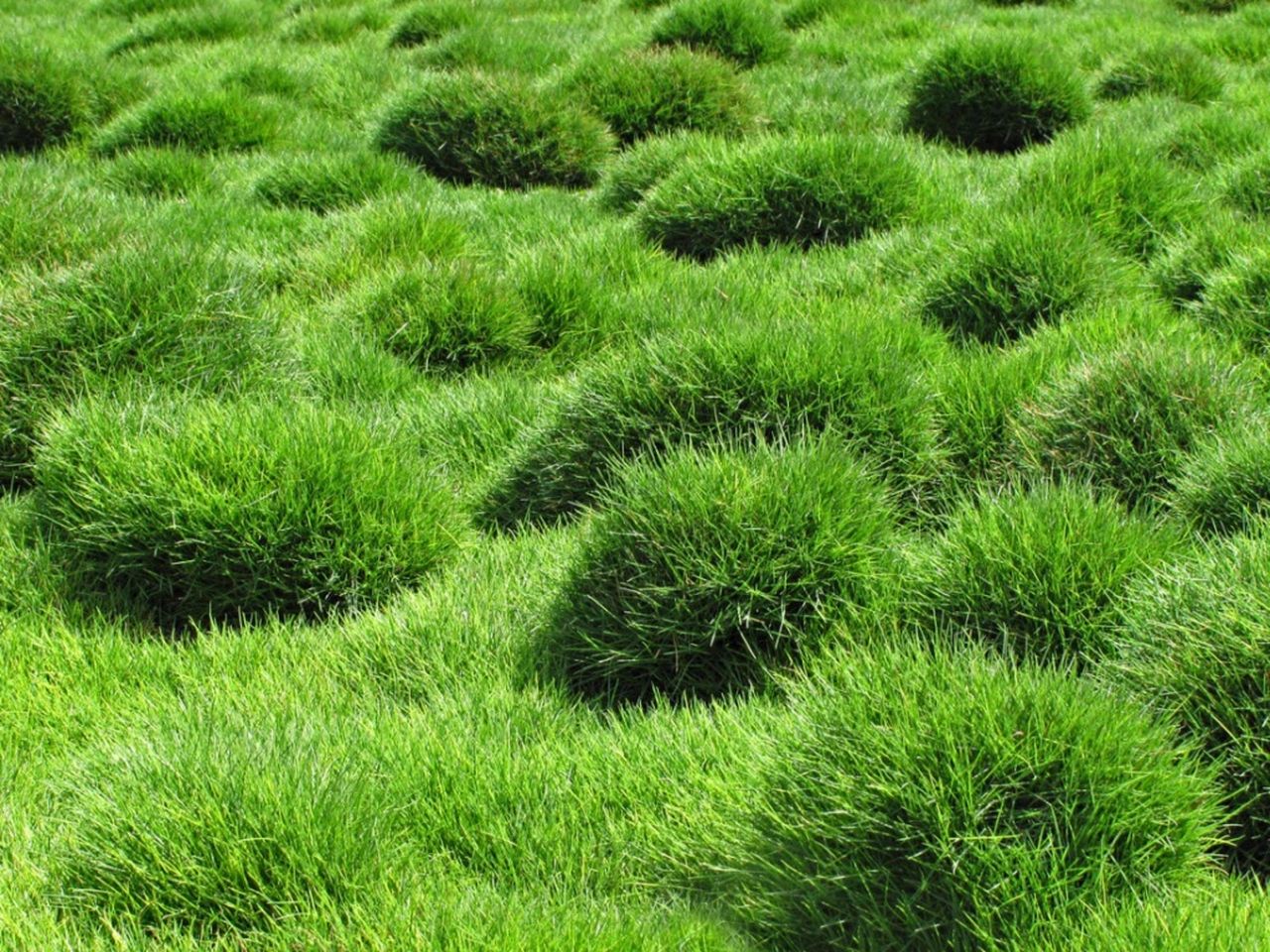 Bushy Zoysia Grass Plugs