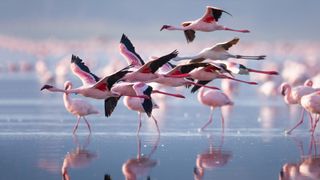 East Africa’s Lake Nakuru almost doubled in size in 13 years — and that’s bad news for flamingos