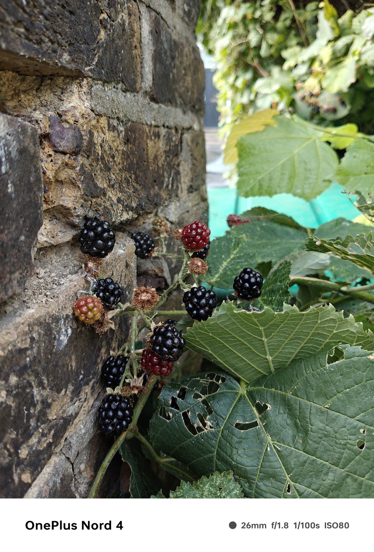 A photo captured on the OnePlus Nord 4