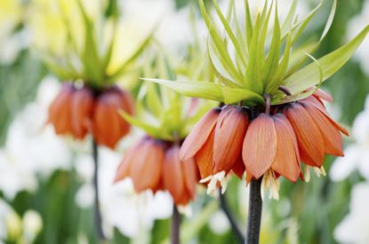 Crown Imperial Plants