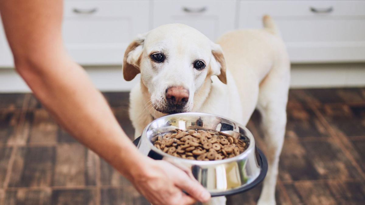 Bowl of the best diabetic dog food placed in front of a white dog&#039;s face