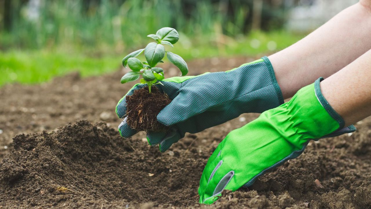 Planting a basil plant with gardening gloves