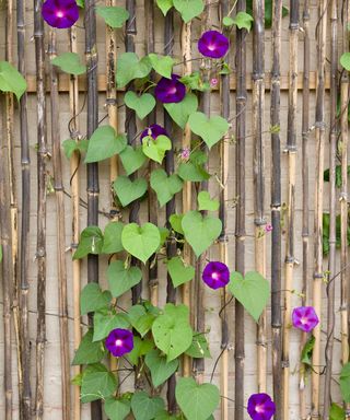 morning glory Grandpa Otts growing against a bamboo fence