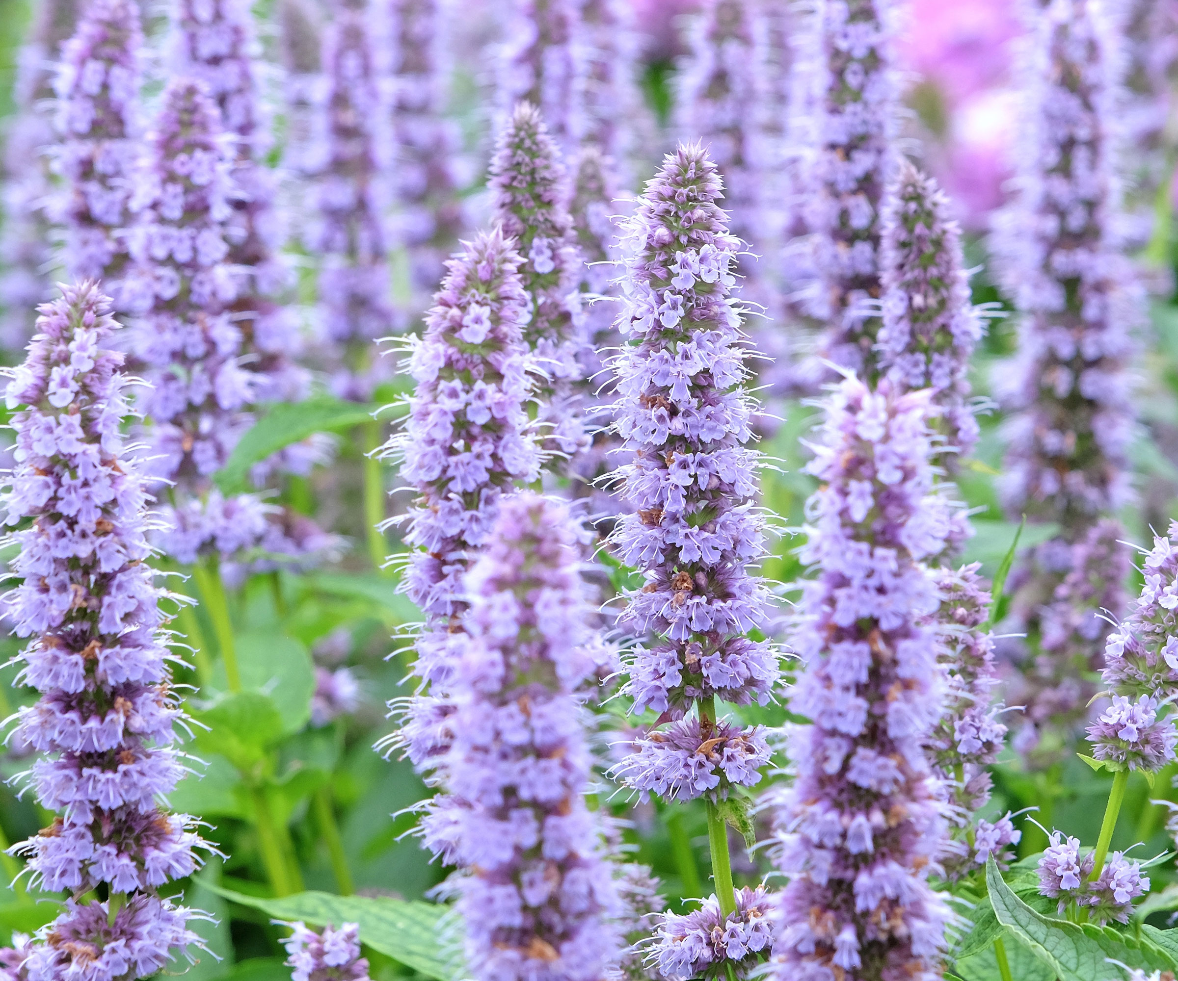 agastache blue fortune plants with tall flower spires