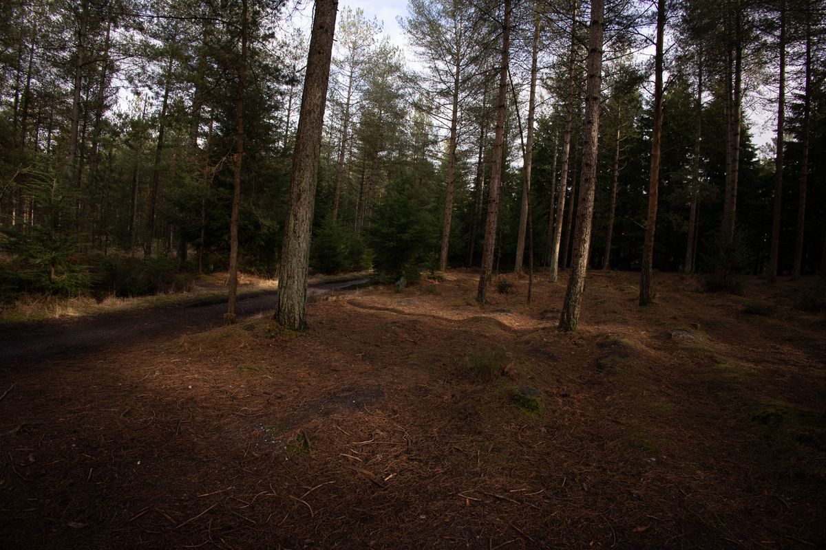A forest scene