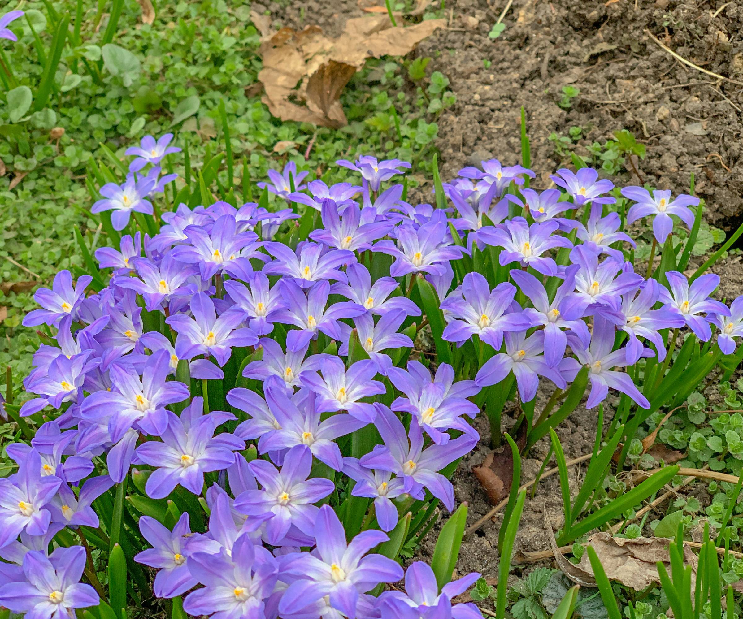 Blue glory of the snow or Chionodoxa luciliae flowers