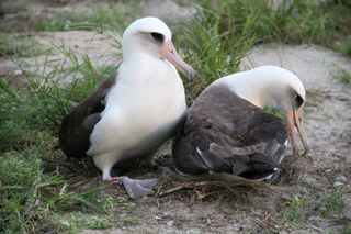 After returning from foraging at sea on November 29, 2012, Wisdom (left) attempts to nudge her mate off the nest for her turn at incubating the couple's egg. 