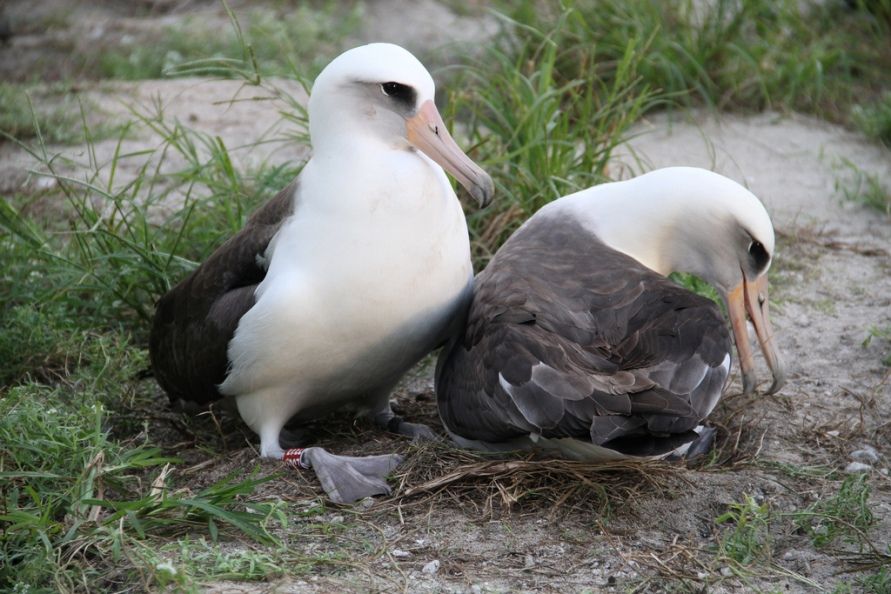 After returning from foraging at sea on November 29, 2012, Wisdom (left) attempts to nudge her mate off the nest for her turn at incubating the couple&#039;s egg. 