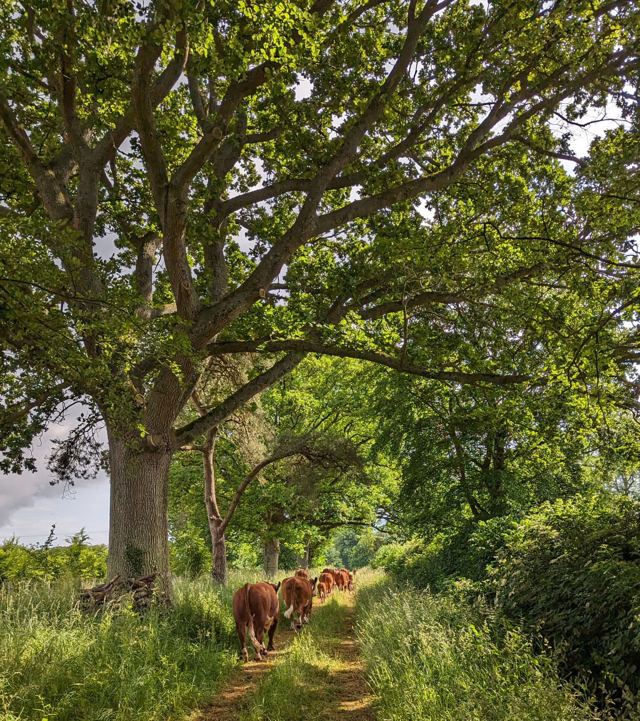 Line of red cows walking down a green country lane
