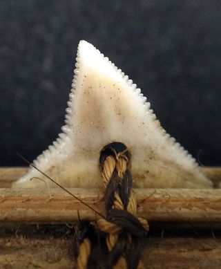 Gilbert Islands weapon-makers affixed shark teeth to wood handles with coconut fibers and human hair.