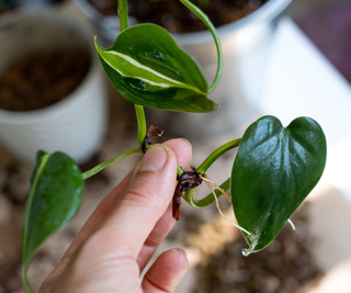 the stalk of a domestic plant with roots, philodendron in hand