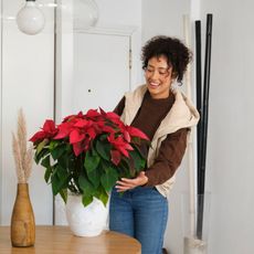 A smiling woman places a poinsettia on a table
