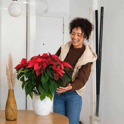 A smiling woman places a poinsettia on a table