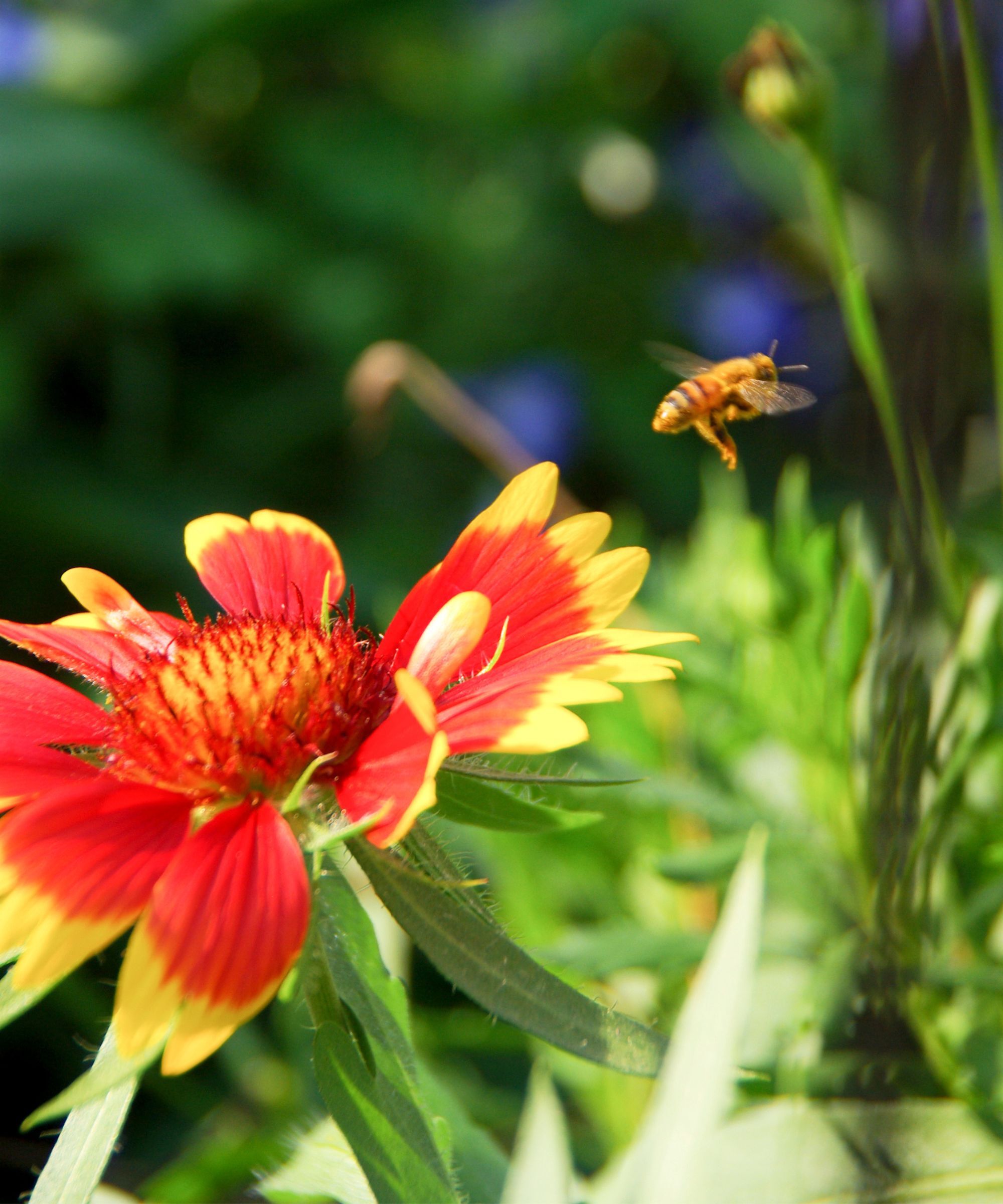 A bee flying to a blanket flower