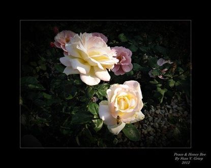 Photograph Of Roses