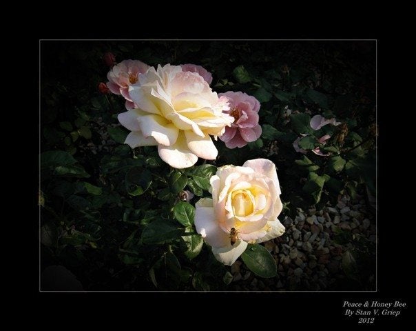 Honey Bee Lovely Groundcover Rose  Ground cover roses, Rose trees