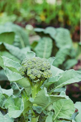 Broccoli growing in a garden bed