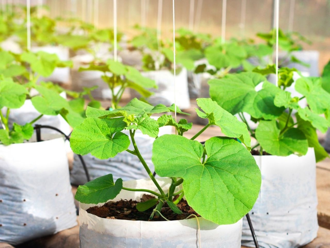 Plants Growing In Growbags