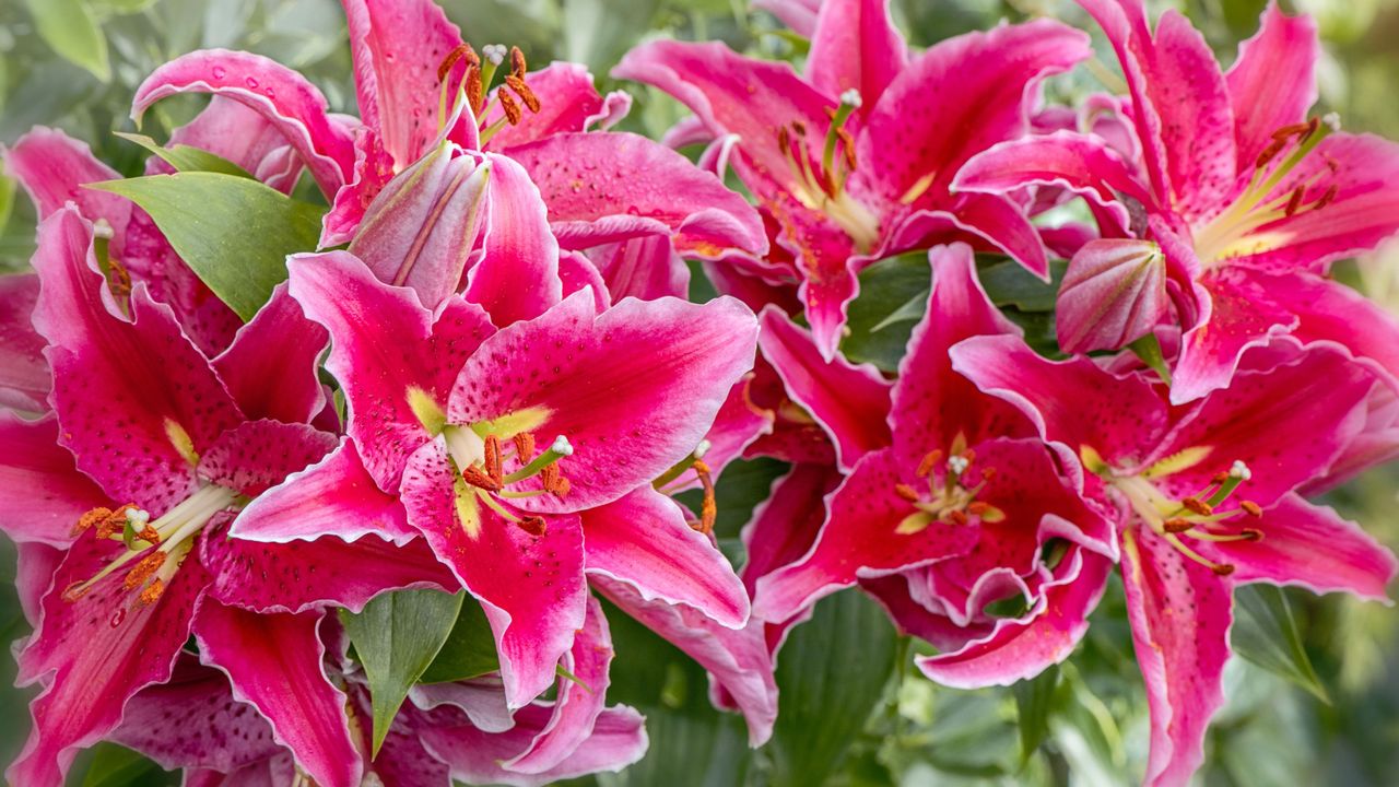 Pink stargazer lily flowers growing in garden