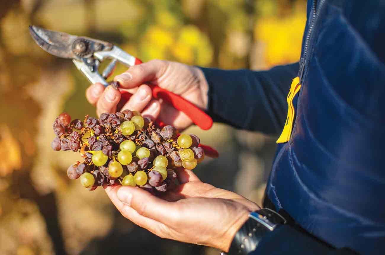 Aszu grapes in Tokaj, Hungary