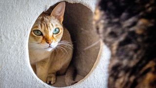 Singapura cat in tunnel