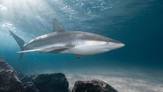 Ancient fish hook suggests sharks were hunted off Israel's coast