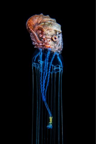 Argonaut attached to a jellyfish.