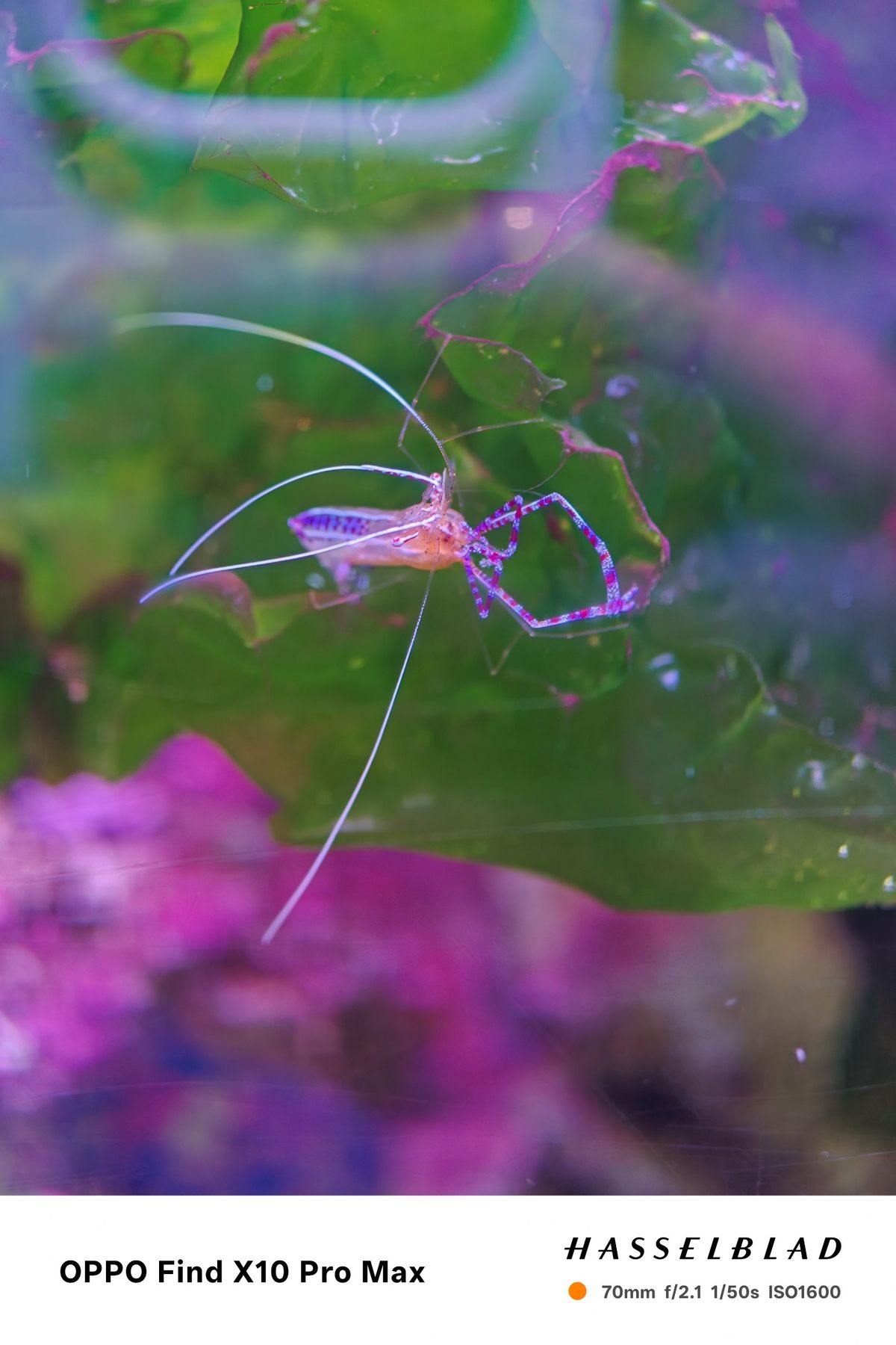 Long-legged shrimp with extended antennae in a colorful aquarium.