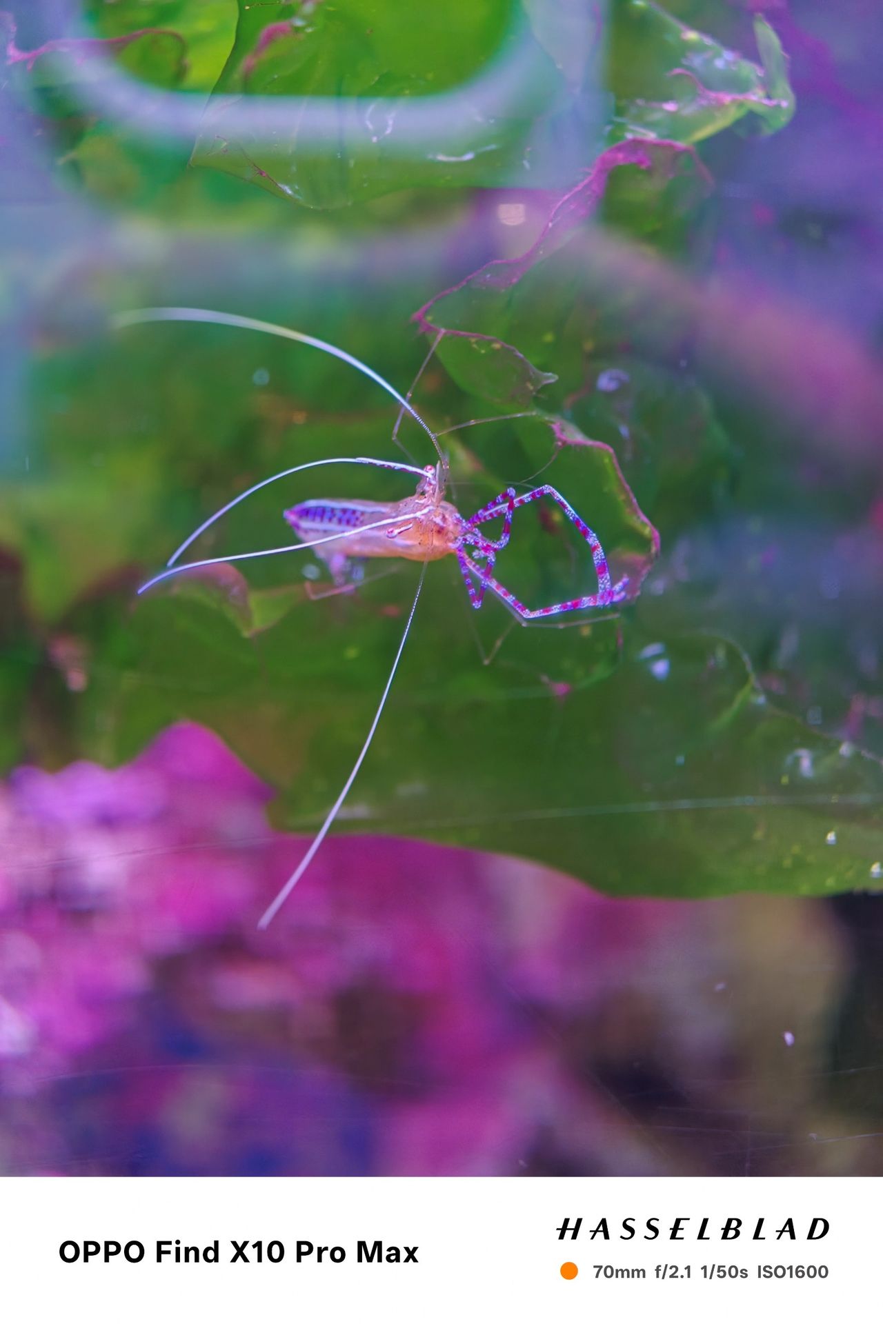 Long-legged shrimp with extended antennae in a colorful aquarium.