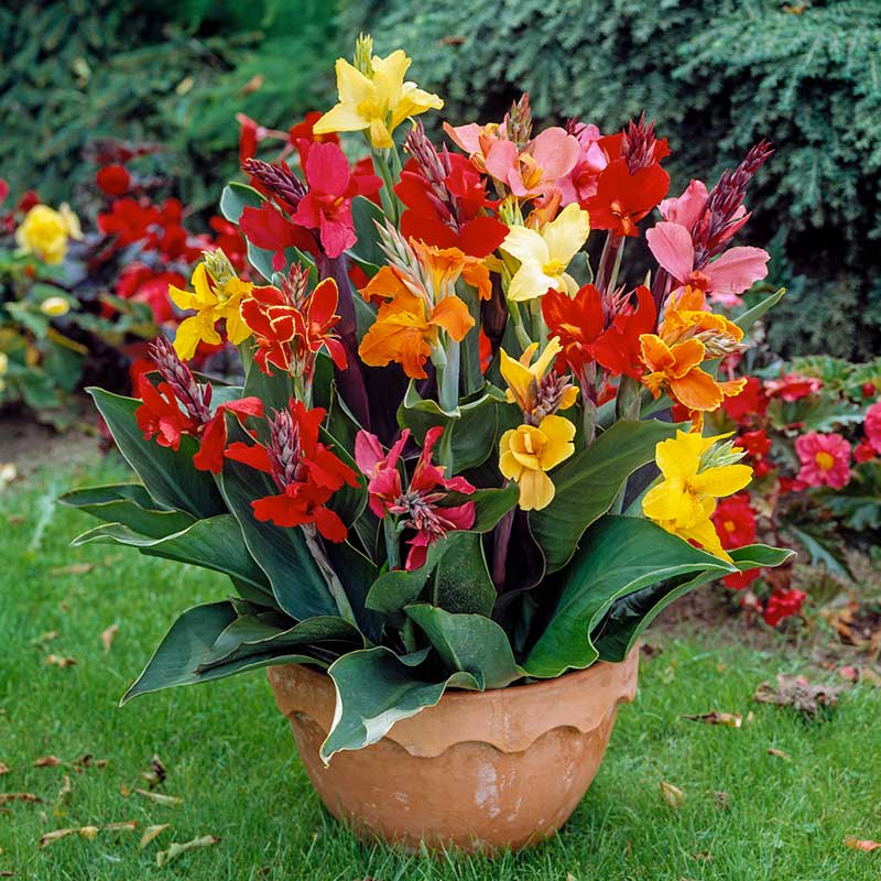 Canna Lily Bulbs - Dwarf Mix