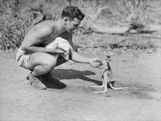 An American GI with a pet kangaroo.