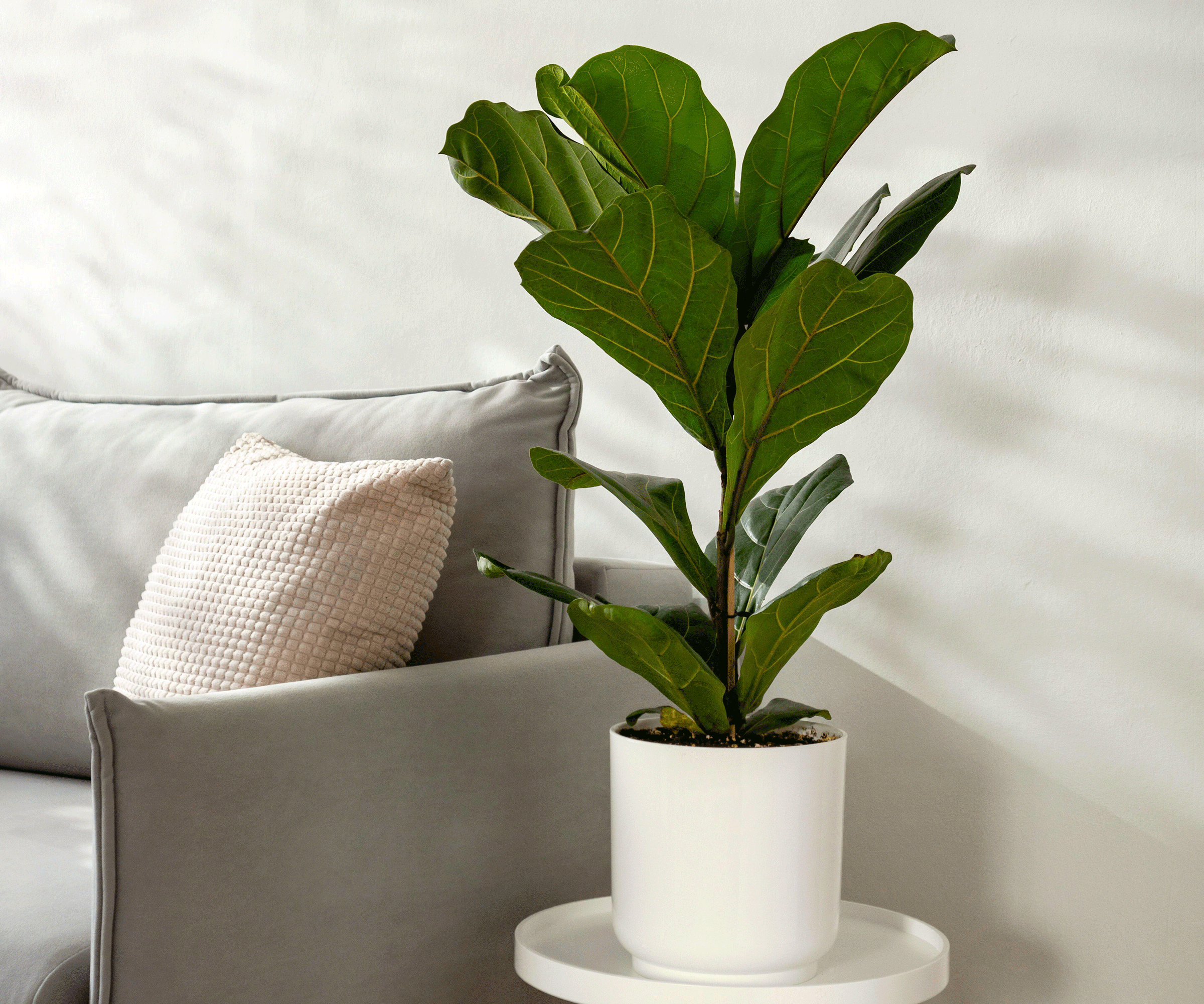 fiddle leaf fig plant in living room