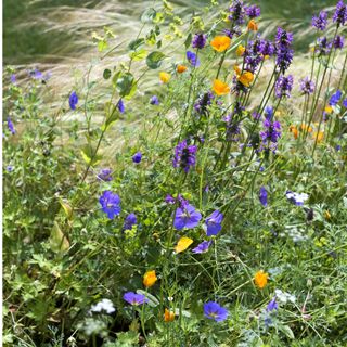 Border planted with a mix of colourful purple and yellow wildflowers and grasses
