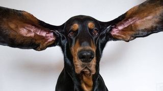Dog breaks Guinness World Record for having the longest ears