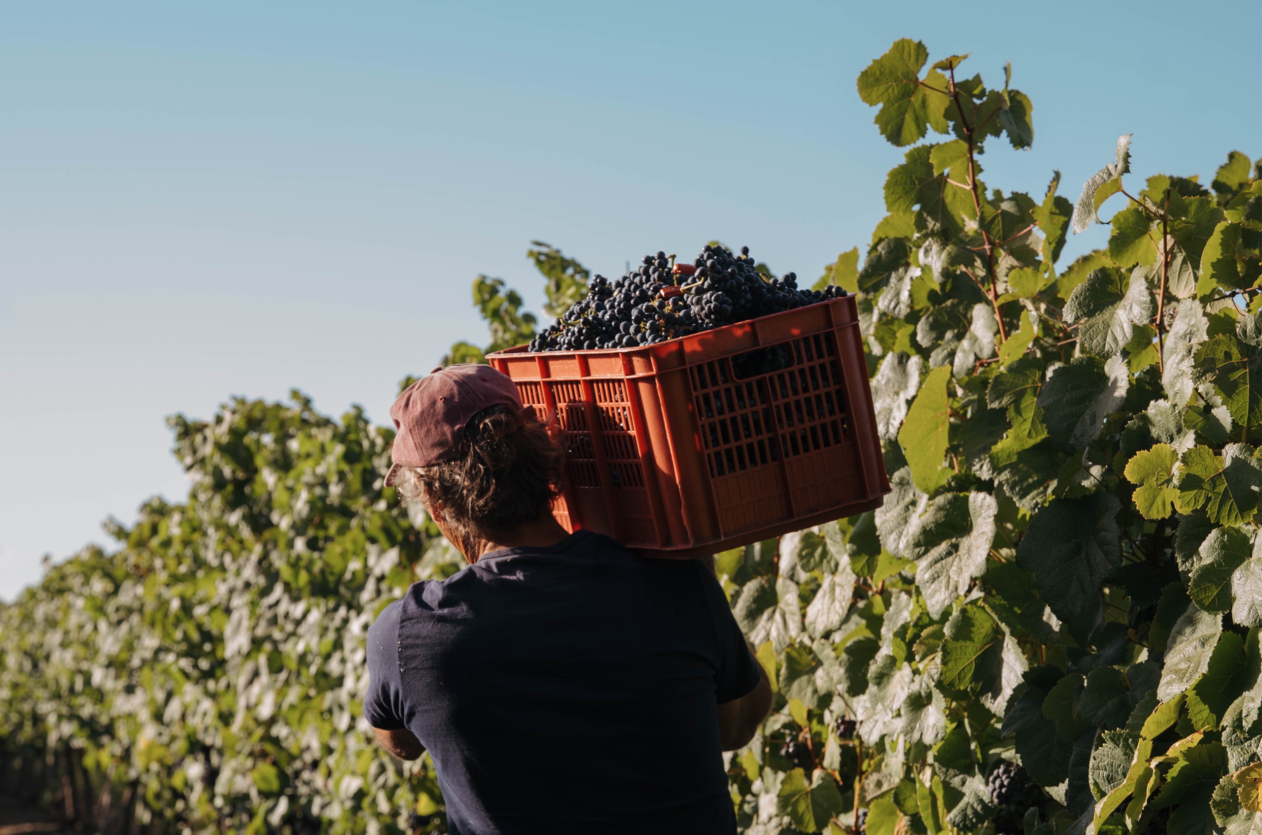 Behind shot of man carrying a red plastic box of black grapes, with vines in the background