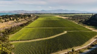 vineyard in Marlborough, New Zealand