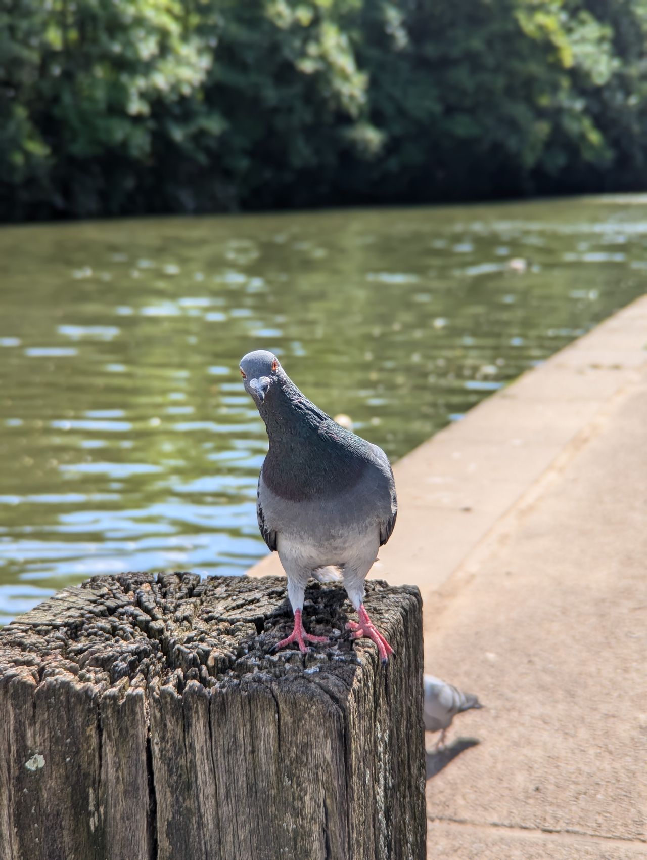 A portrait of a pigeon taken with a Moment Tele 58mm lens attached to a Google Pixel 7 Pro