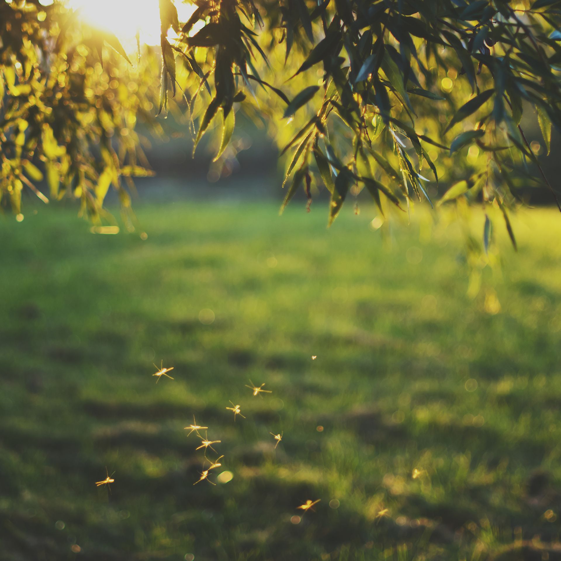 Plants that attract mosquitoes with mosquitoes flying around
