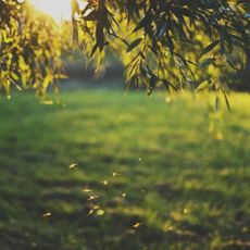 Plants that attract mosquitoes with mosquitoes flying around