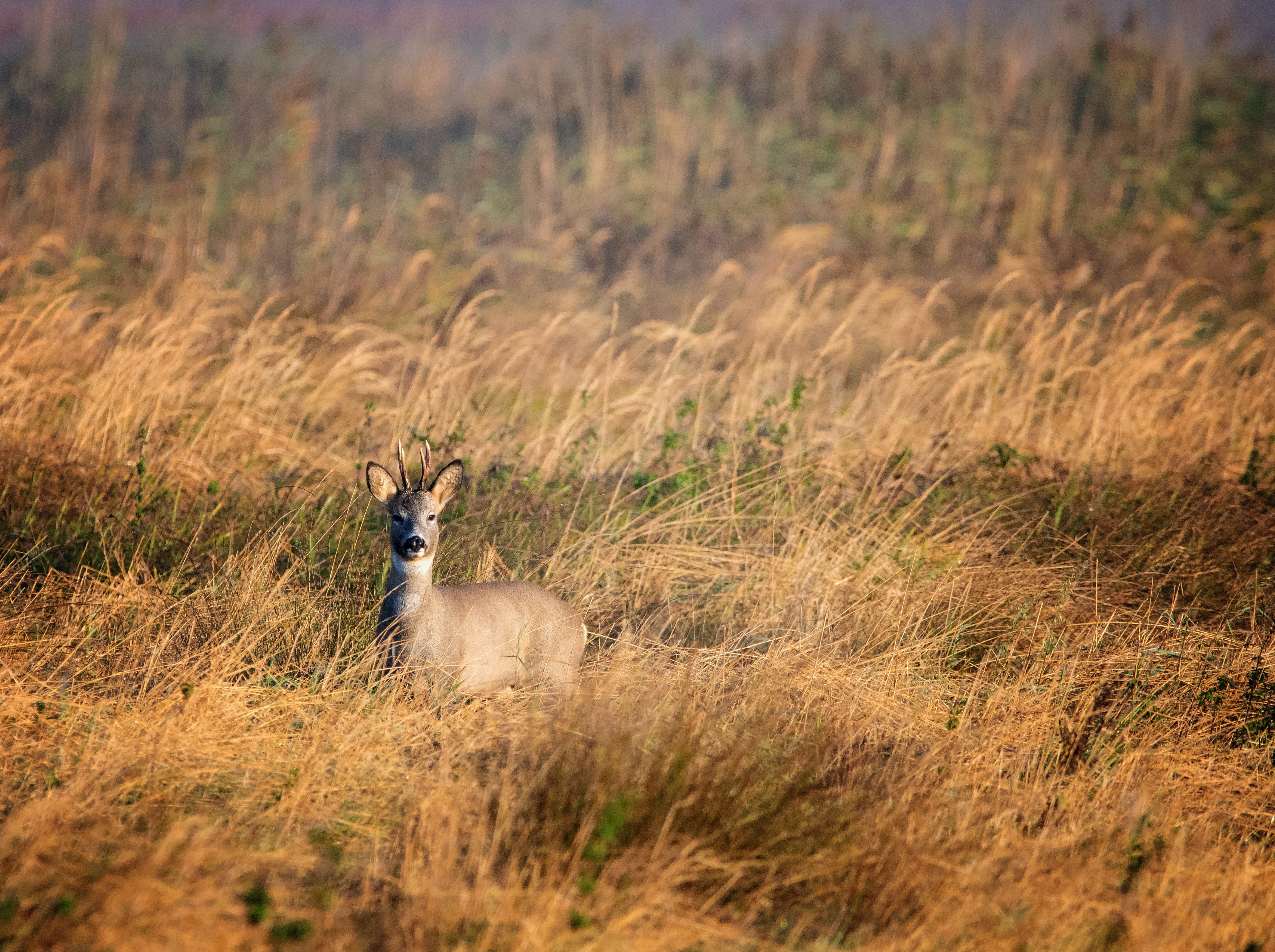 A deer stands alone in a field of crops