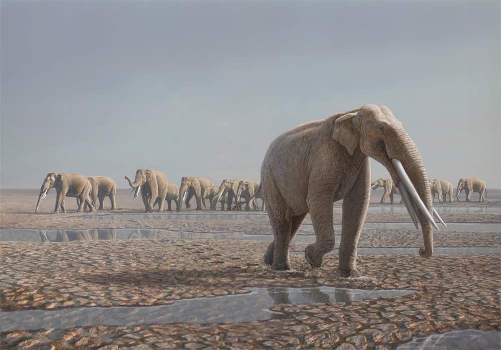 A reconstruction of the &lt;em&gt;Stegotetrabelodon syrticus&lt;/em&gt; herd that likely made the tracks in the Arabian Desert.