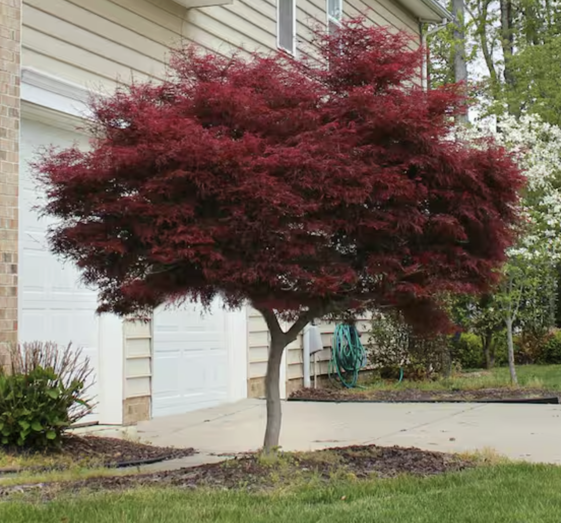 Japanese maple tree in a front yard