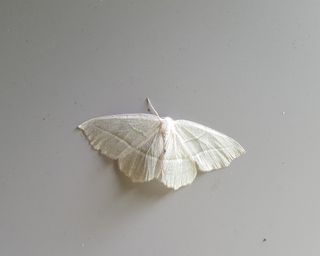 Close-up of a white moth on a gray wall