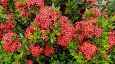 Ixora with coral-red blooms in spring