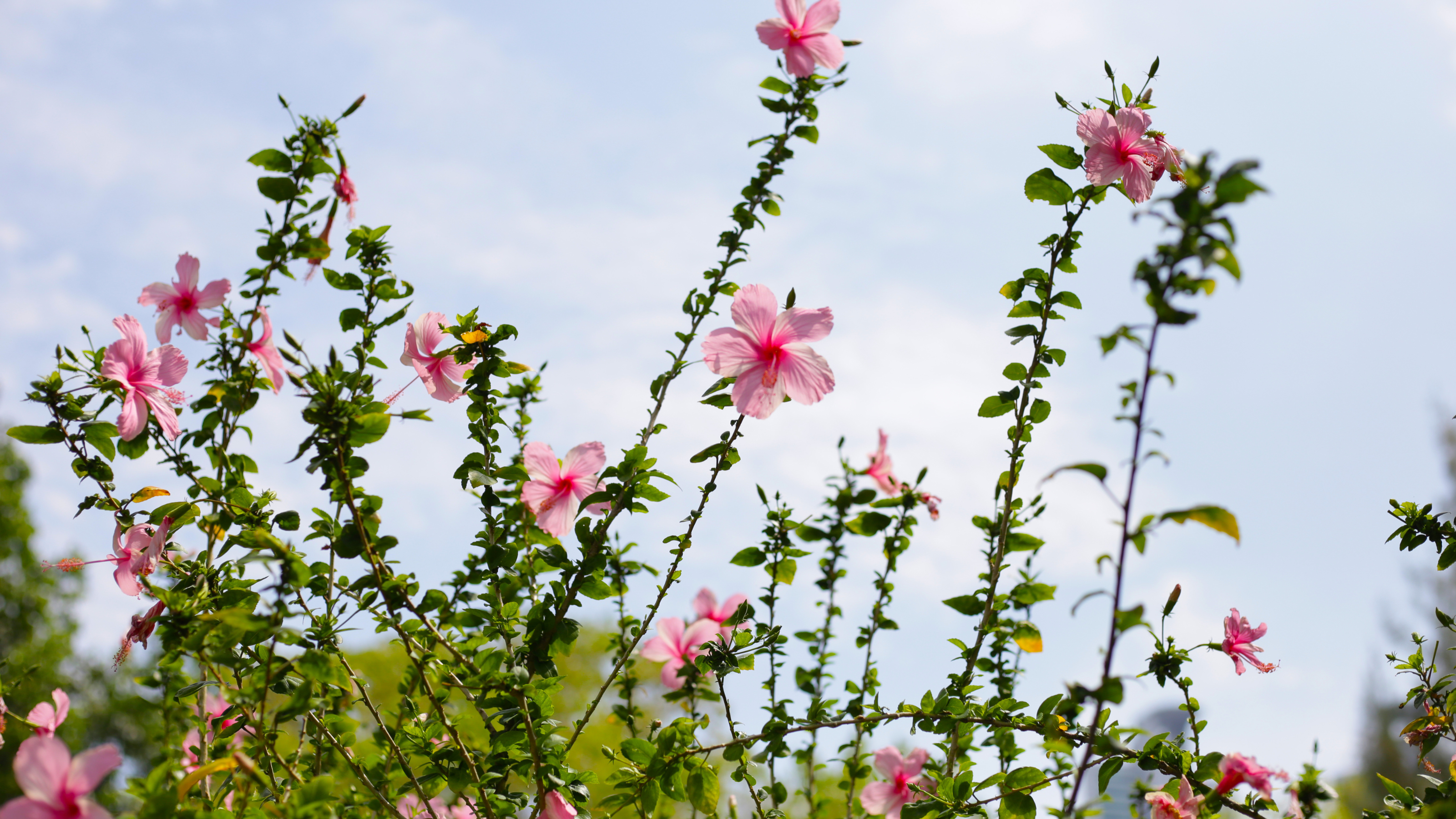 Blooming hibiscus shrub.