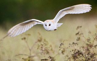 Barn Owl