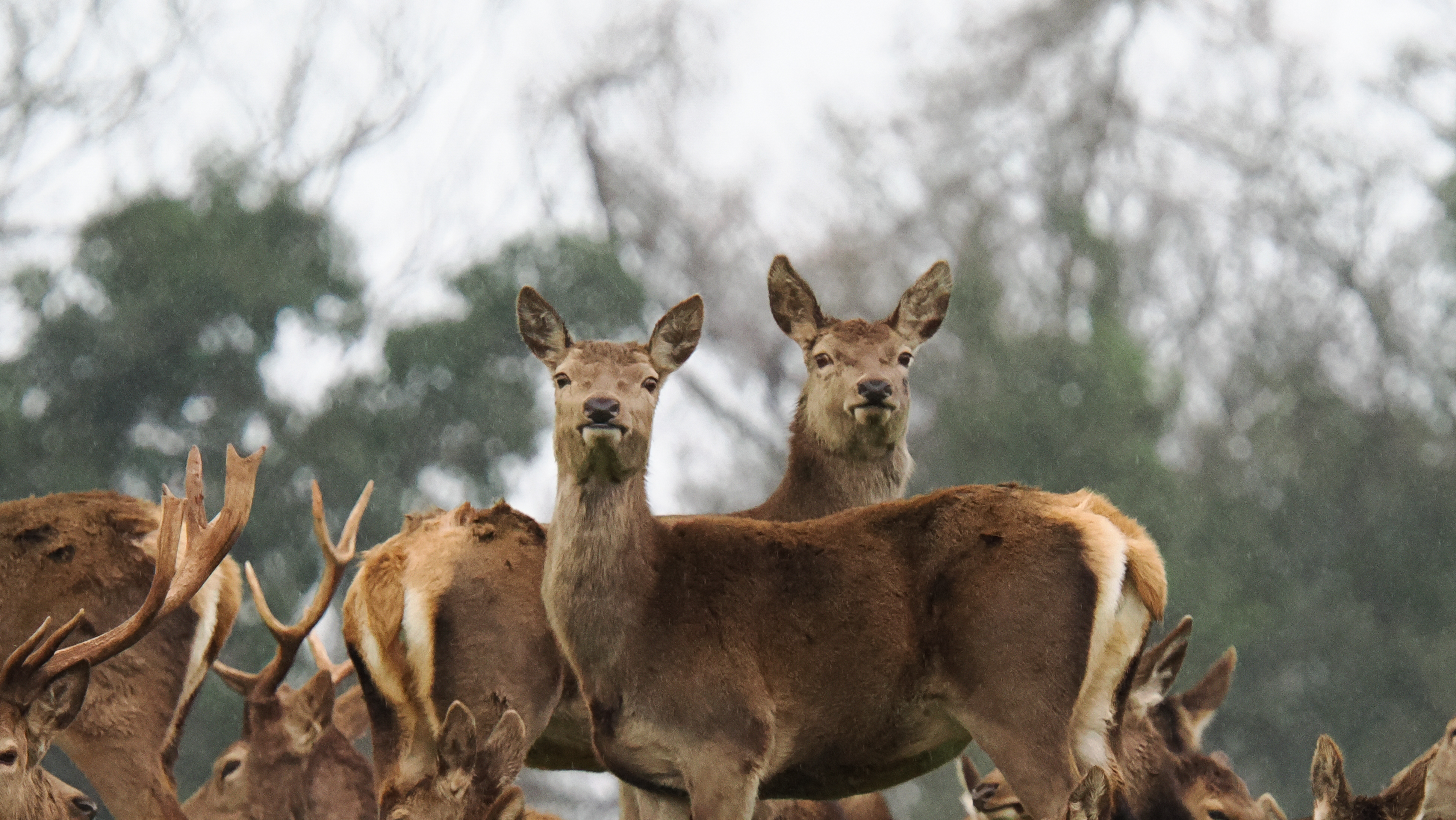 A photo of red deer taken on an OM System OM-1 Mark II Micro Four Thirds mirrorless camera