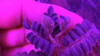 a purple hued light tints everything pink. the fingers from a hand are seen close up, cradling small leaves on a plant growth.