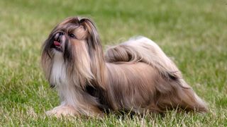 Long haired golden shih tzu